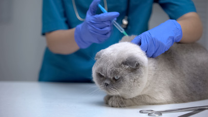 Kediler İçin Kuduz ve Lösemi Aşısı – Yenimahalle Veteriner Kliniği