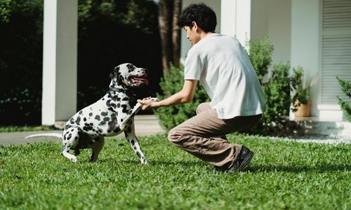 Köpeklerde Sosyalleşme ve Temel İtaat Eğitimi – Yenimahalle Veteriner