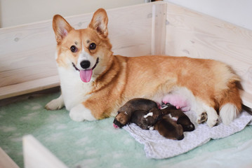 Köpeklerde Doğumun Yaklaştığını Nasıl Anlarız? – Yenimahalle Veteriner