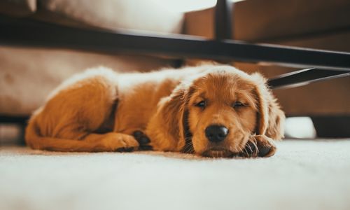 Köpeklerde Deri ve Tüy Sağlığı İçin 5 Önemli İpucu